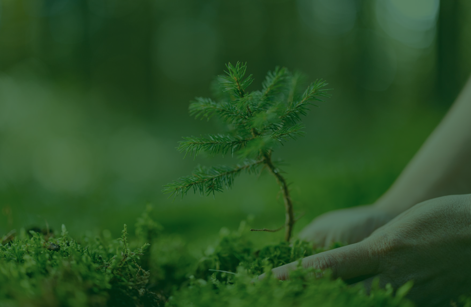 A sapling being planted in a forest.