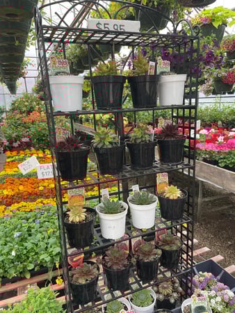 Images Mary's Greenhouse
