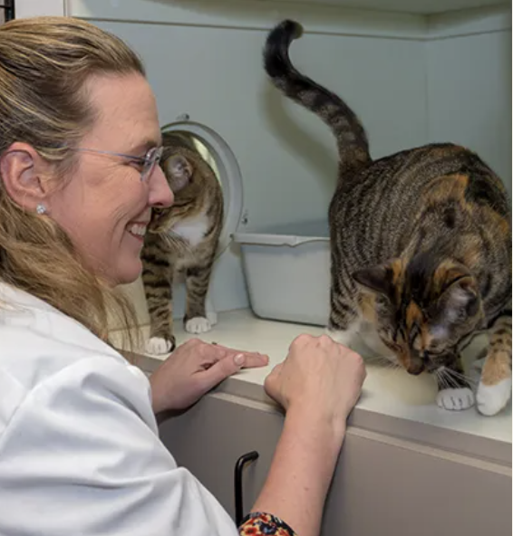 Images Oak Forest Veterinary Hospital