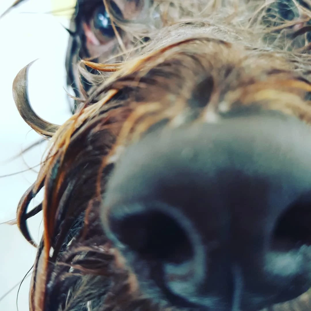 Images Karens Canine Cuts