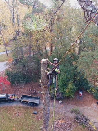 Images Fortson Tree Company