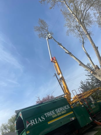 Images Arias Tree Service