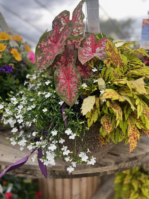 Images Blanchard’s Blossoms and Garden Center