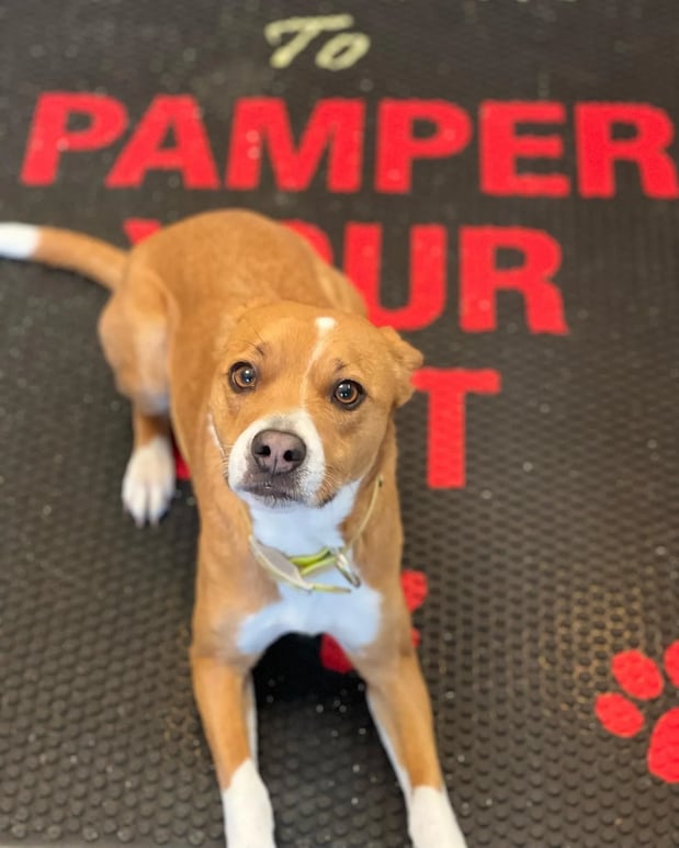 Images Pamper Your Pet II
