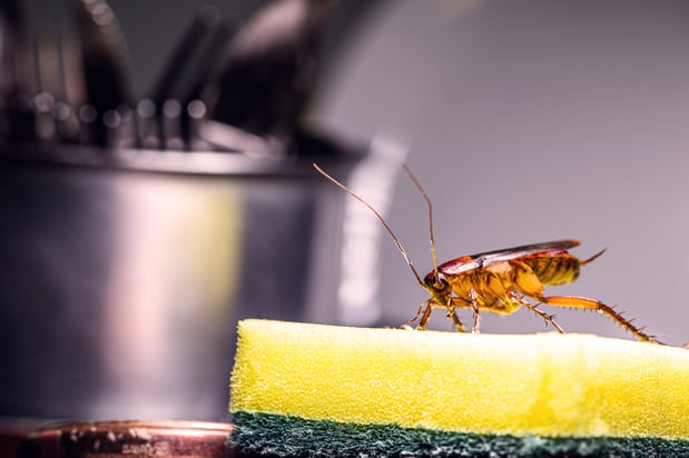 Images Aim Pest Solutions