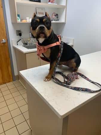 Images Union City Veterinary Medical Center & Emergency Clinic