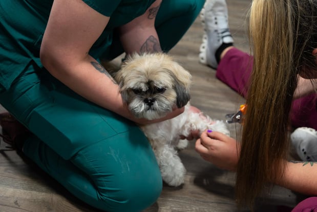 Images Furgent Care Vet