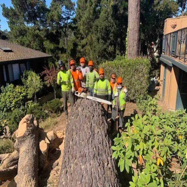 Images Rodriguez Tree Service