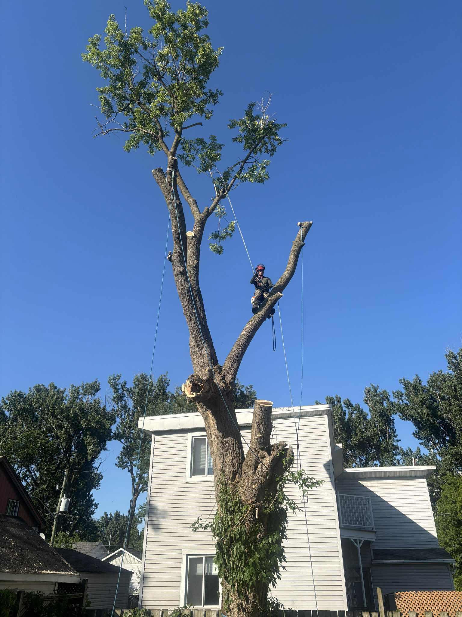 Images Service Entretien Arbres PL - Élagueur