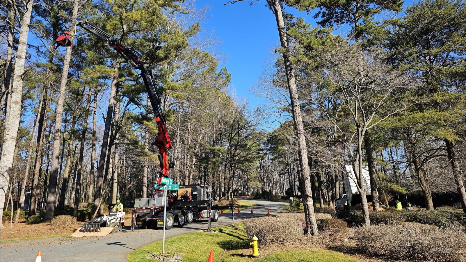 Grapple saw crane removing tall pines from a wooded lot