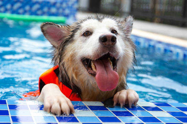 Images Great Outdogs