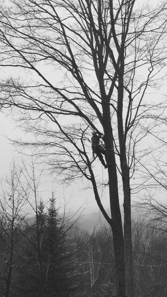 Images Élagage Frère d'Arbres