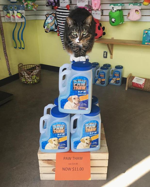 Images Urban Tails Pet Supply