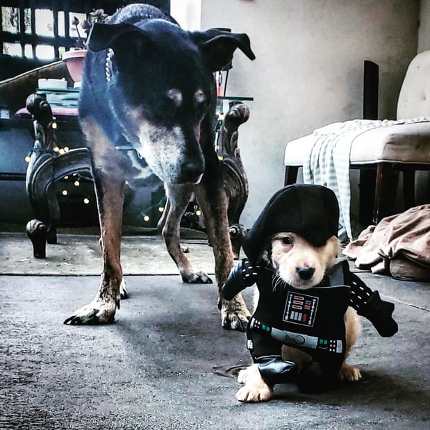 Images Melrose La Brea Animal Hospital