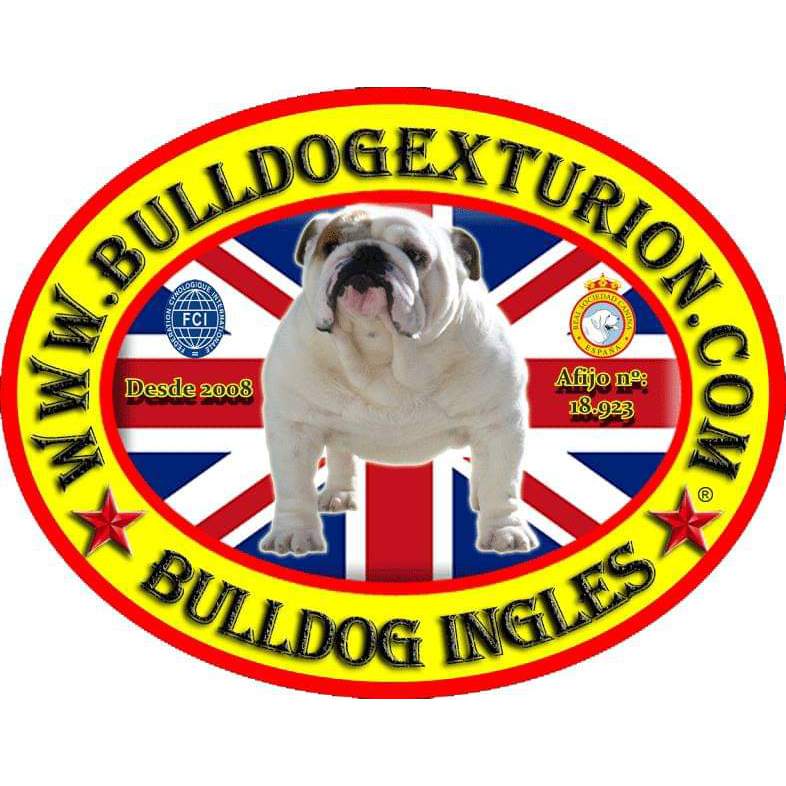 Bulldog Exturion-Criadero de Bulldog inglés Madrid