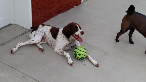 Images Our Home Doggy Daycare & Boarding
