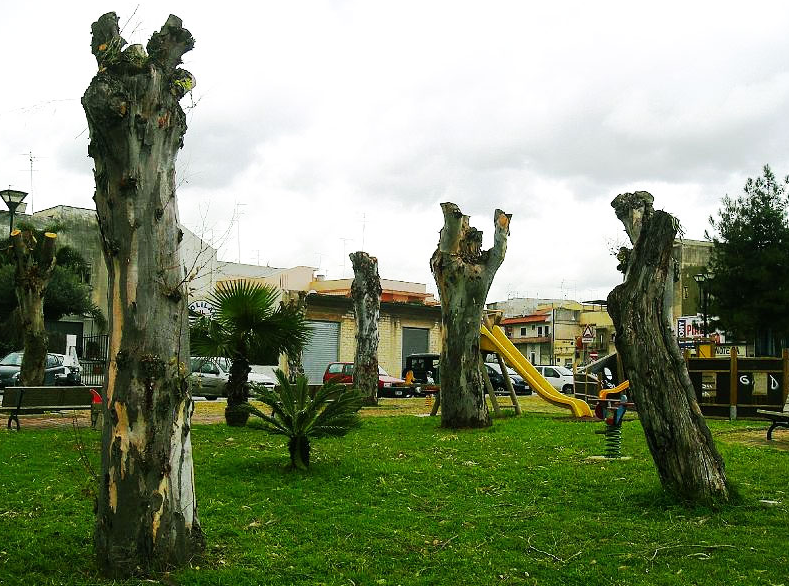 Images Il Pinolo Giardinaggio