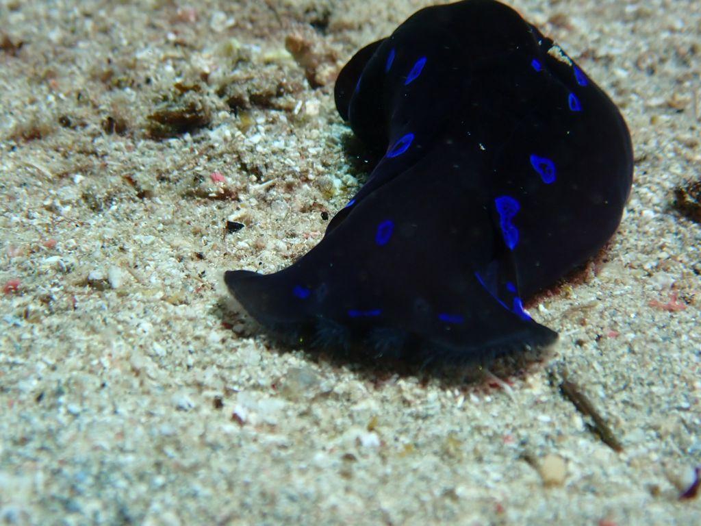 Tauchen Marsa Alam - Scuba World, Stockumer Kirchstraße 61 Hall 12 Stand J27 in Düsseldorf