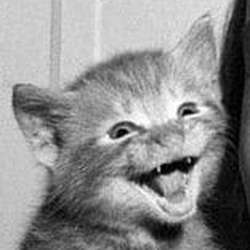 Furball All Things Cat Store Logo