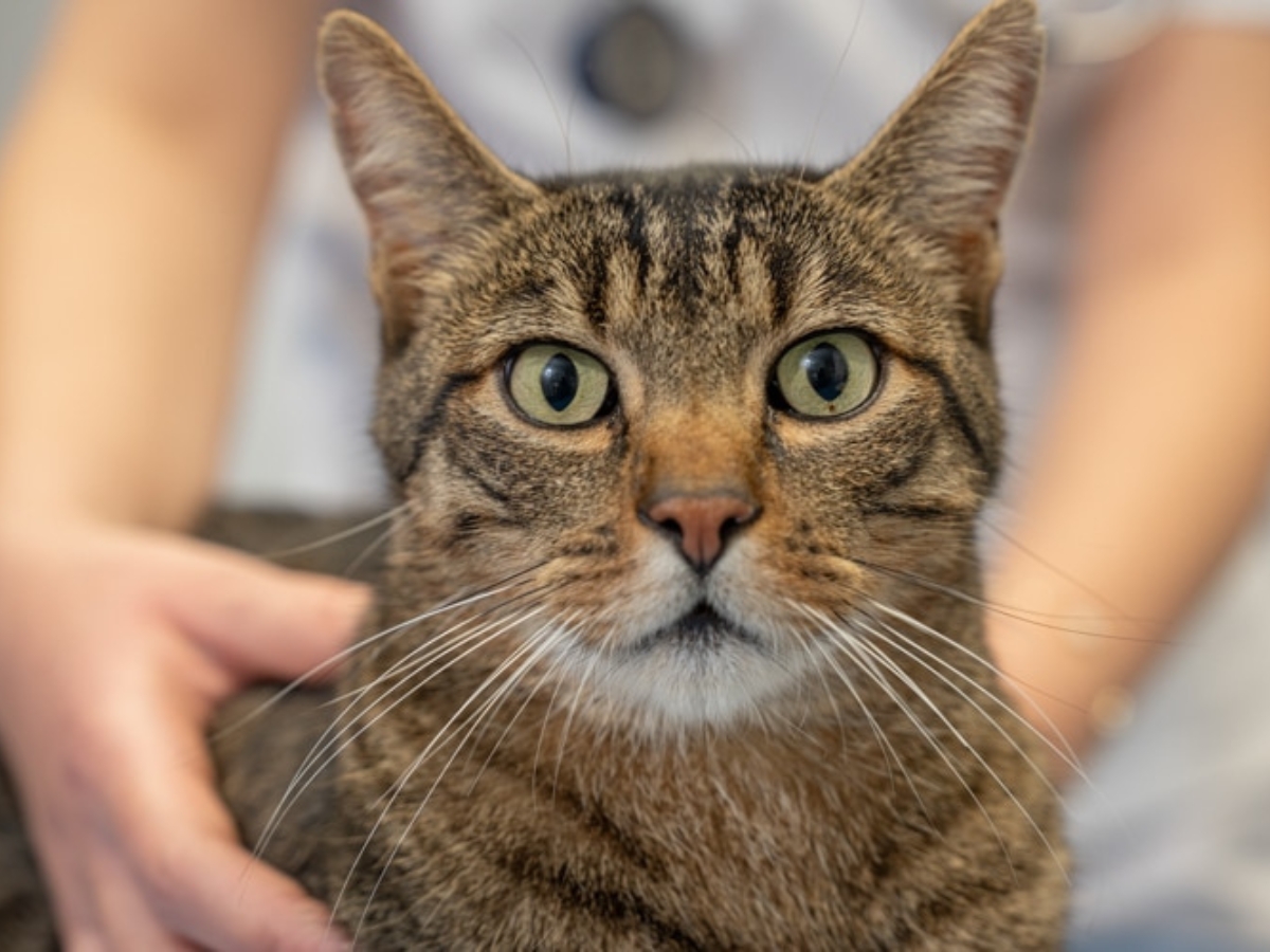 Bild 17 Tierarzt Hülsmann Speyer, Kleintierpraxis Dres. Hülsmann in Speyer