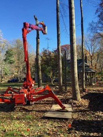 Glovier's Tree Service Photo