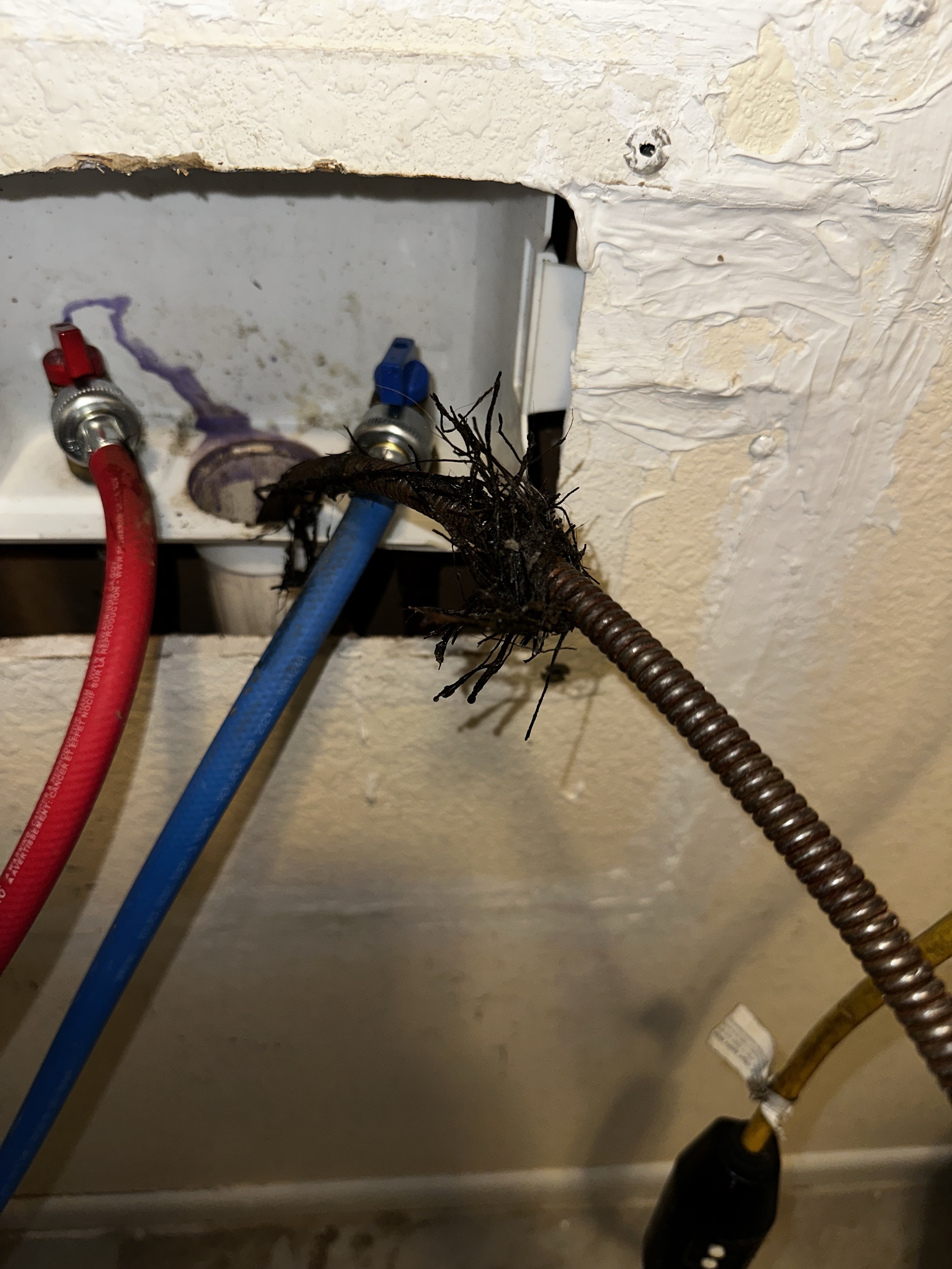 Roots in laundry drain line
