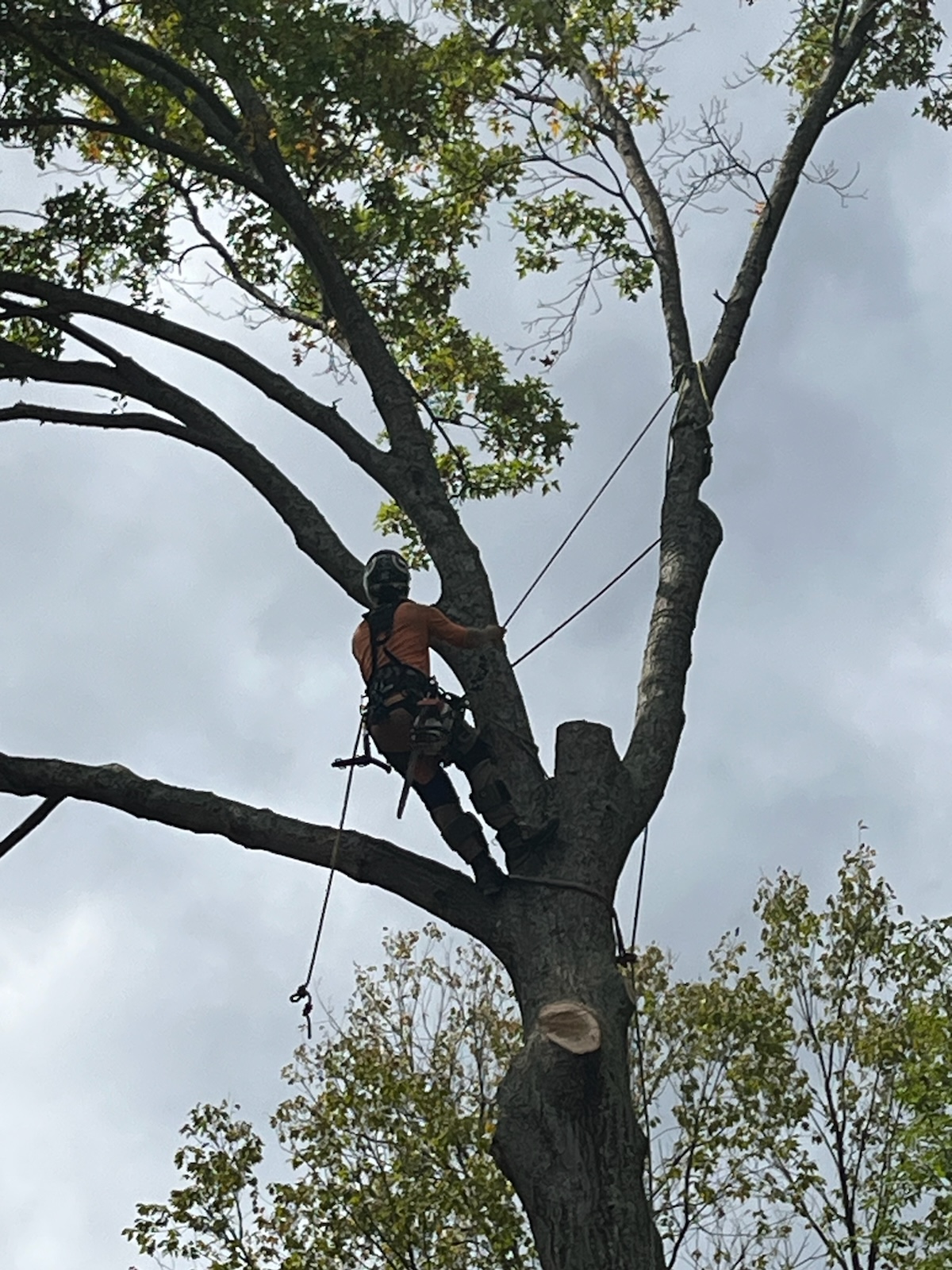 Image 3 | Topz Tree Service And Landscaping