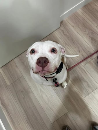 Images Petfolk Veterinary & Urgent Care - Peachtree Corners