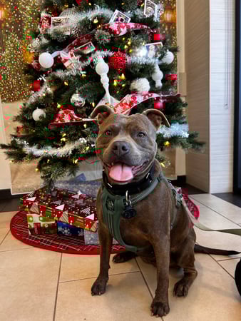 Images VCA West Los Angeles Animal Hospital