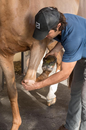 Images Palm Beach Equine Clinic