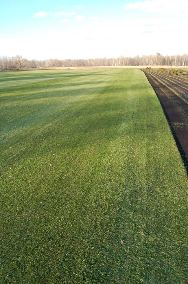 Beat the heat and the drought with our premium Kentucky Bluegrass. Specifically grown for the Minnesota climate, our sod is designed to stay vibrant and healthy year-round.