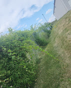 OCD Lawn Image