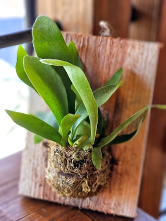 Images Northwest Landscape Supply