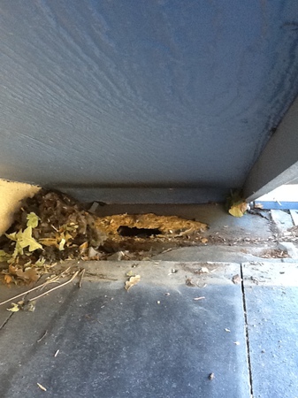 Squirrel entry under roof tile.