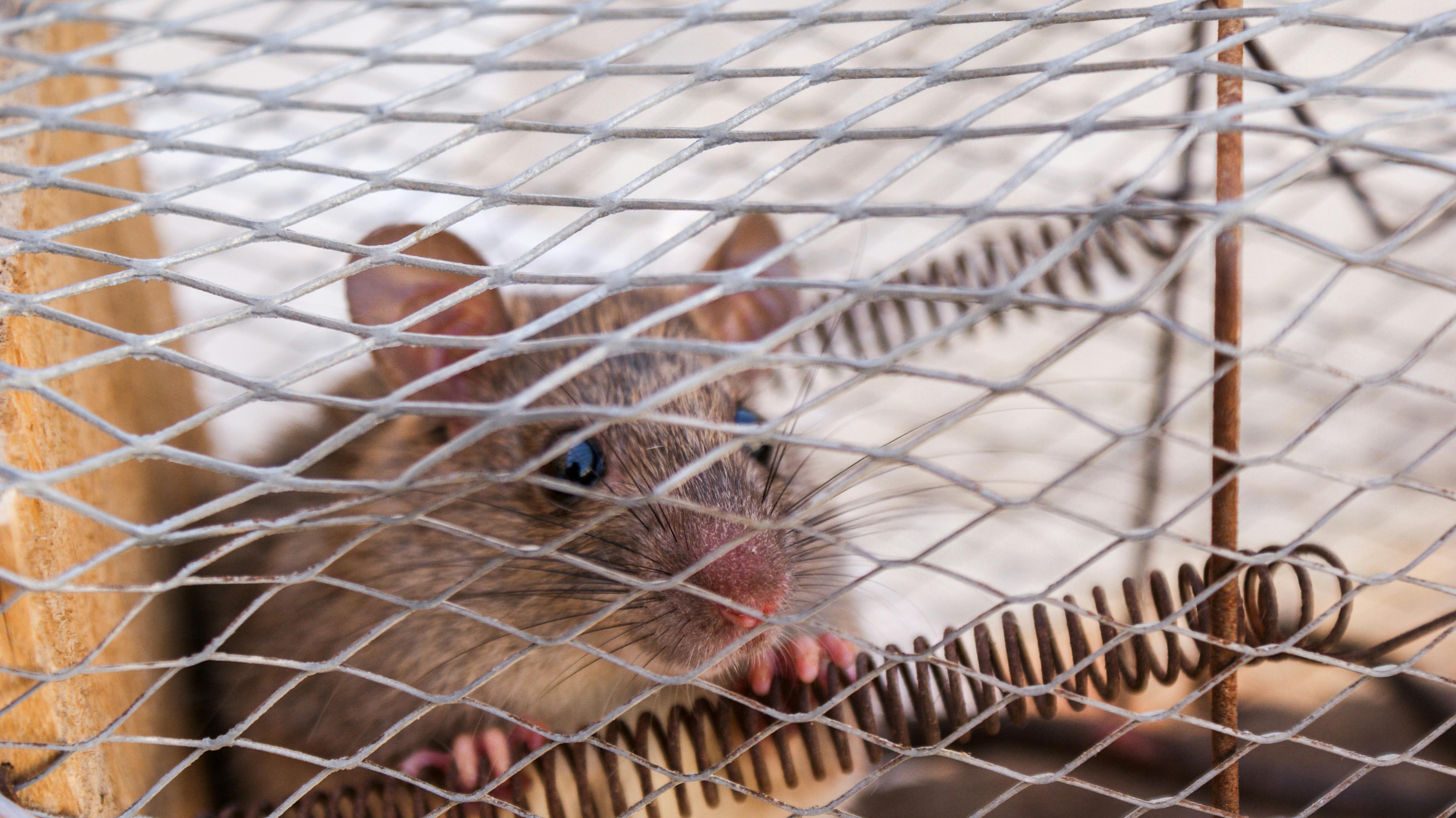 Waiting too long to address pests can make resolution more involved than necessary. Aim Pest Solutions offers residential pest control for homes in Batavia, Ohio within the Greater Cincinnati area, with both one time and recurring service options. An experienced exterminator can step in before problems expand. Request pest control help.