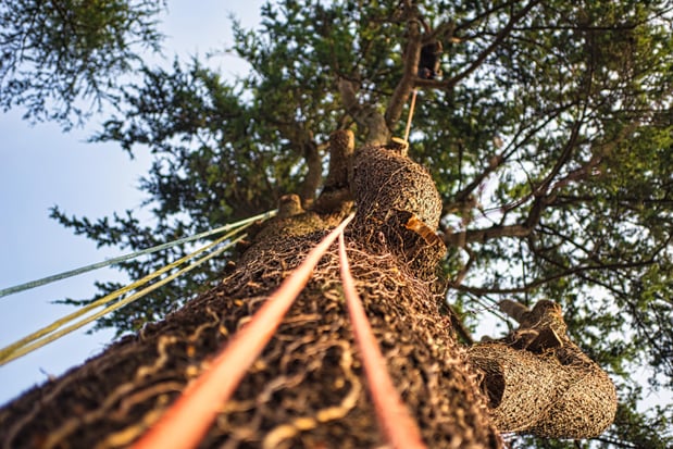 Images Nationwide Tree Service
