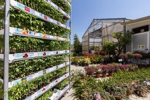 Images Vivaio Mignogna