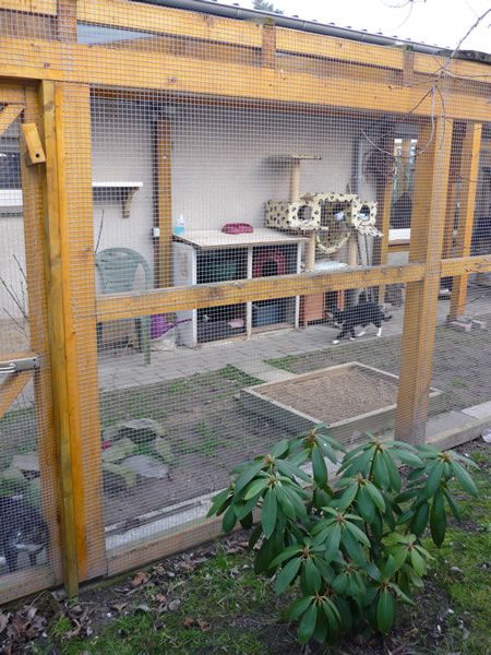 Katzenpension 