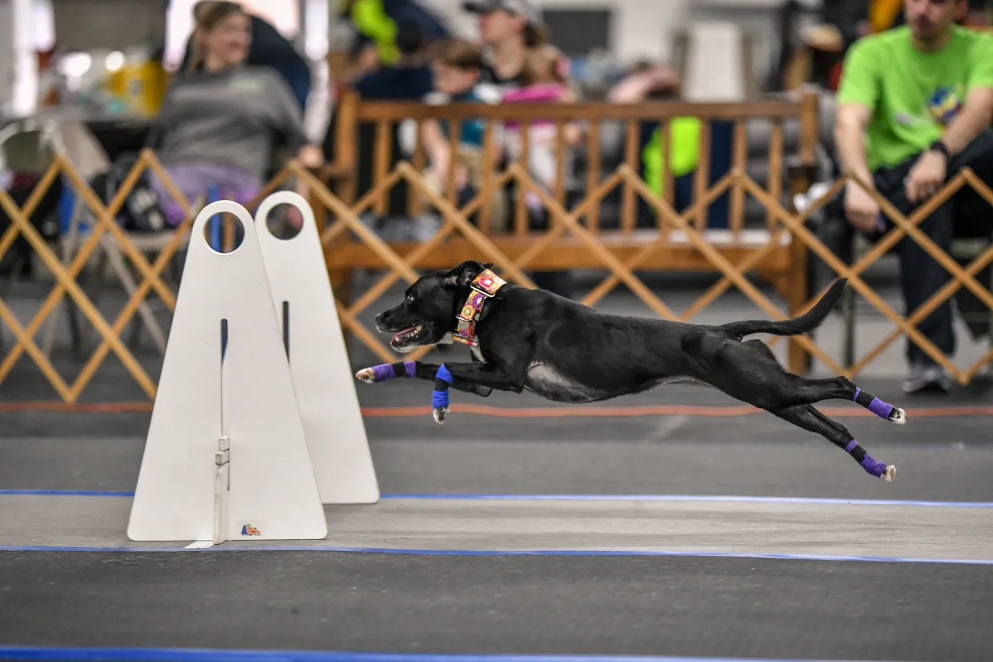 Image of Local Pet Event CanAm Flyball Classic Nearby