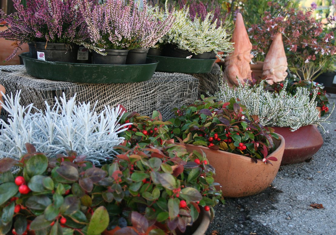 Baumschule Ledolter, Stattegger Straße 130 in Graz