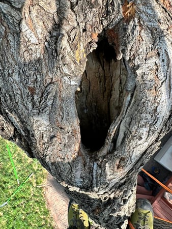 Images ICT Tree Service