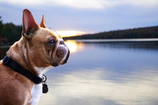 Images Mosaic at Lake ToHo