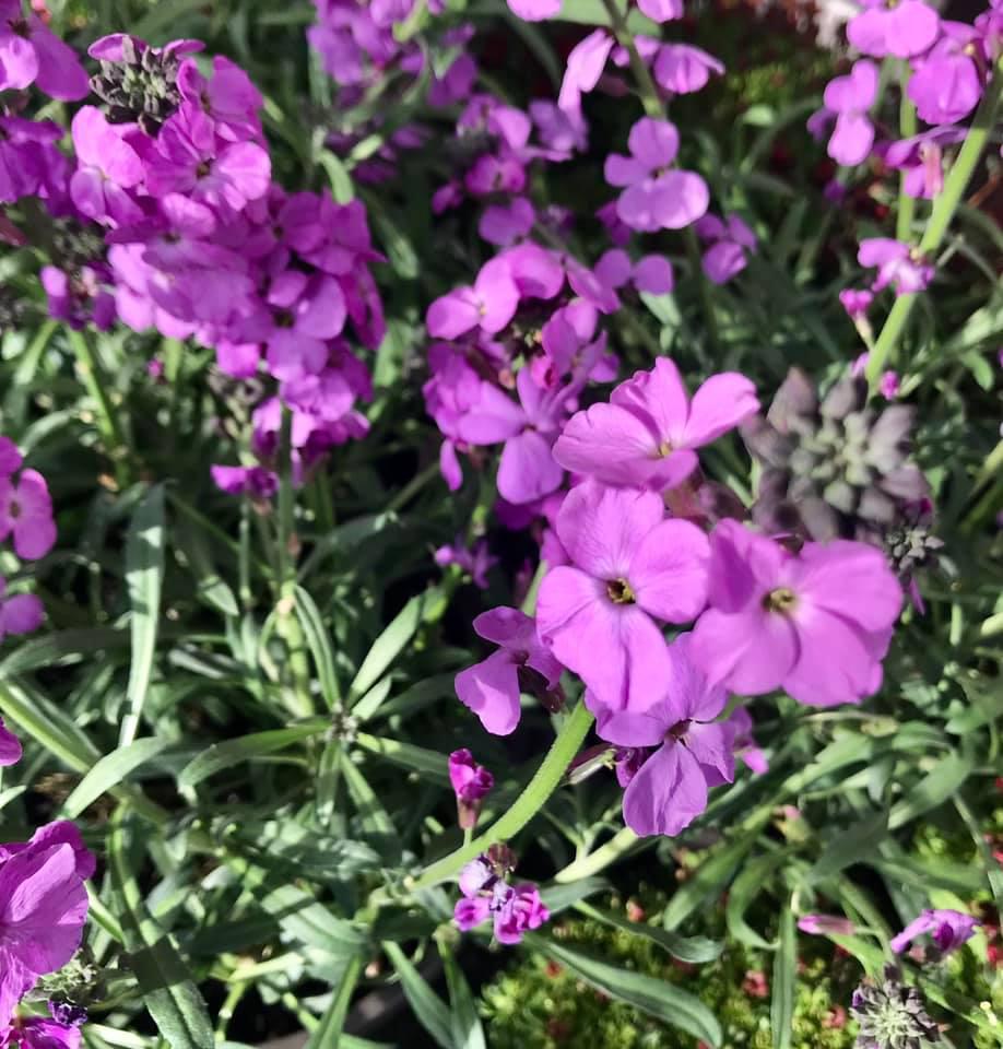 bluamaundmeh, Ketschelenstraße 1 in Feldkirch