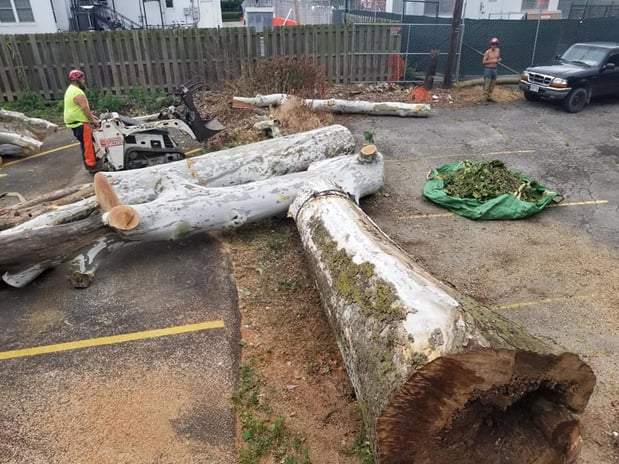 Images Cox Tree Service