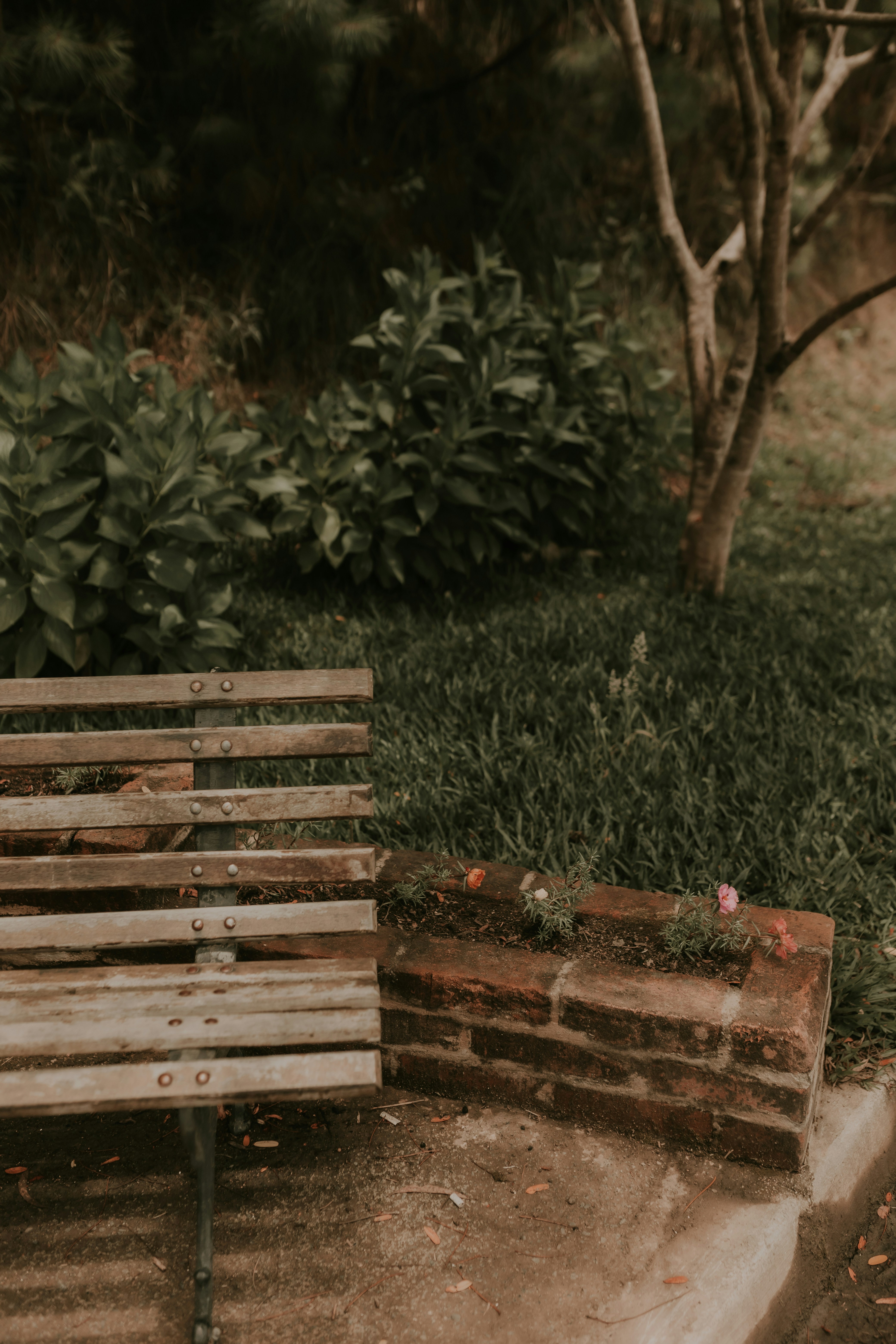 Cipora image (1).jpg