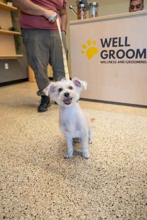 Images Well Groomed Pets McAllen