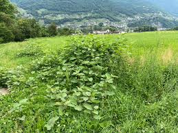 Bilder Invaphyt GmbH