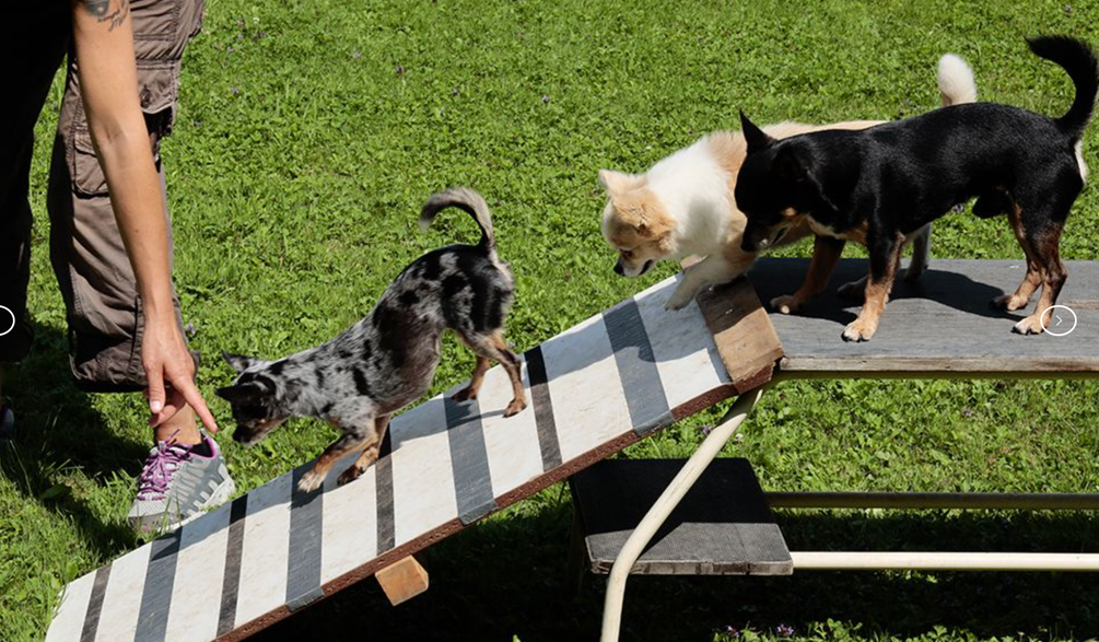 Bilder Hundeschule DOGS4LIFE.CH