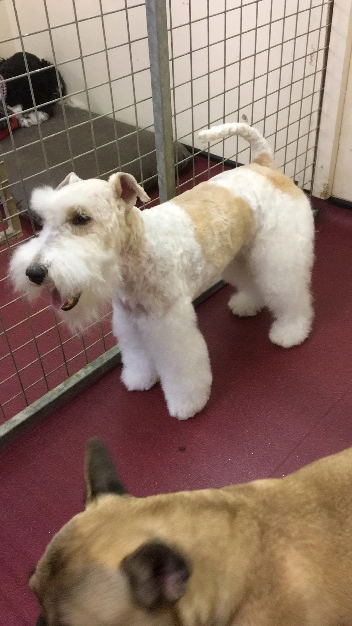 Images Your Dog Grooming Salon
