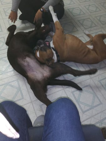 Images Melrose La Brea Animal Hospital